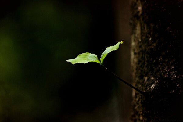 A sprouted sprout with two leaves