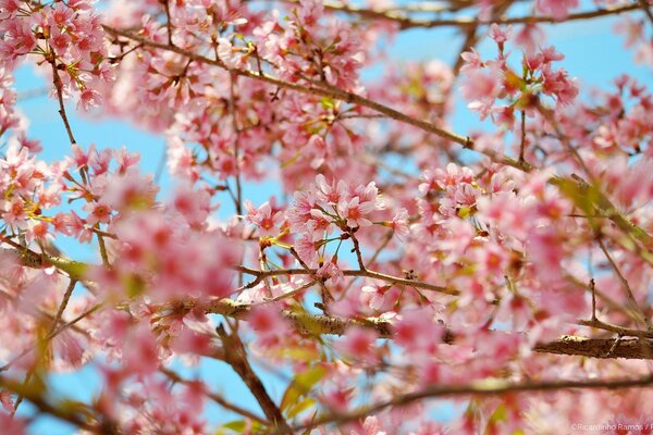 Cherry blossoms on the sky background