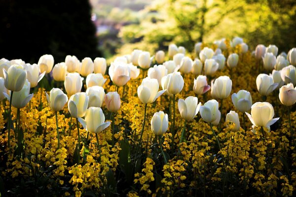 A bed of white tulips