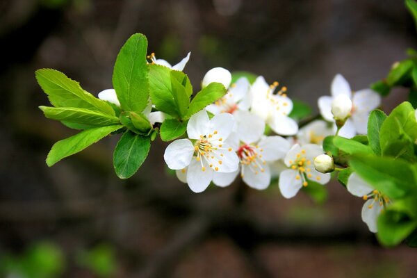 Primavera natura fiori bianchi