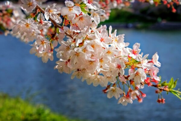 Ein Zweig mit weißen Blüten hängt über dem Wasser