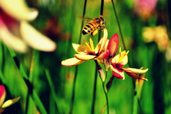 Fotografía macro de una abeja sobre una flor