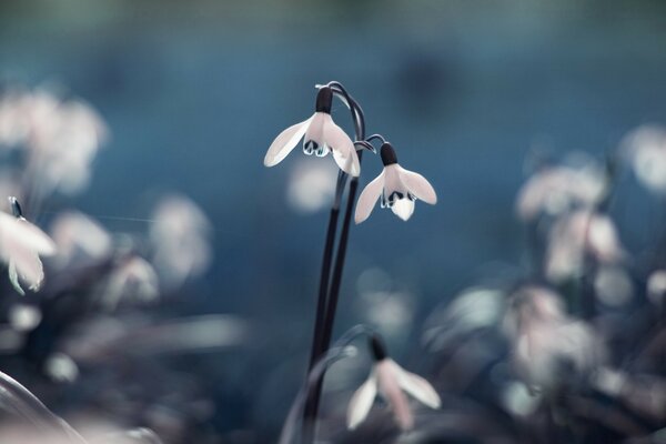 Guirlande en forme de fleurs blanches