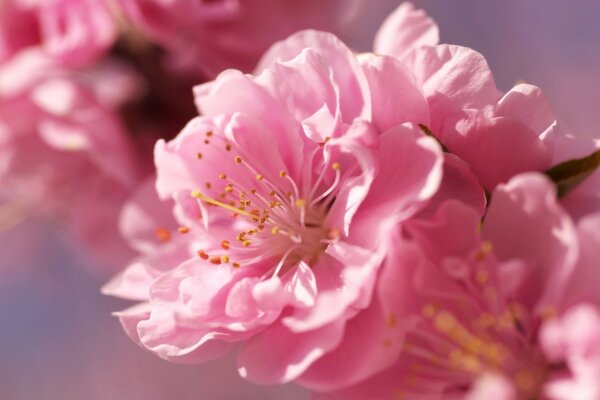 The cherry blossomed pink
