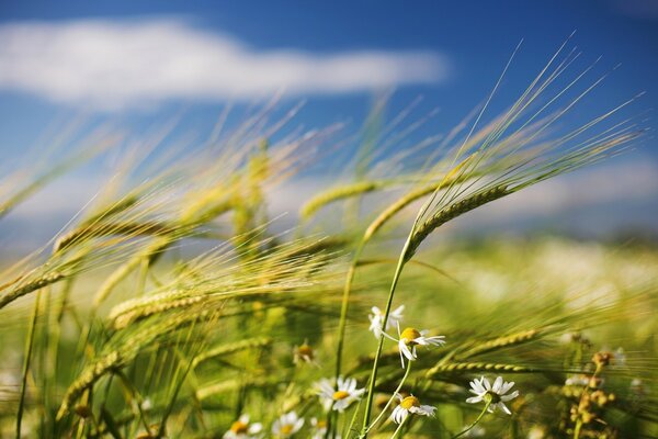 Las espiguillas se desarrollan en el viento en el campo