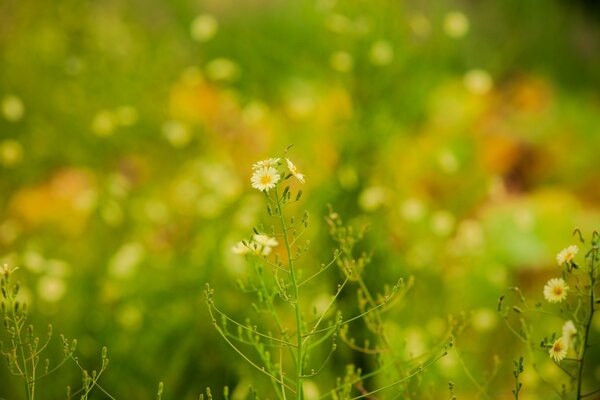 Flor de verano blanco sobre fondo verde