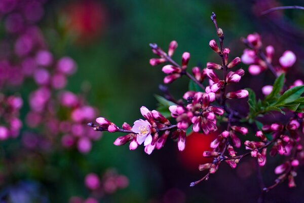 Purple flower near photo