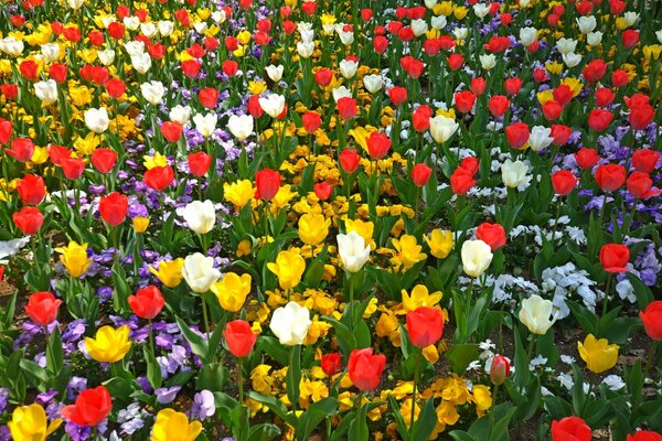 Lots of spring tulips in the garden