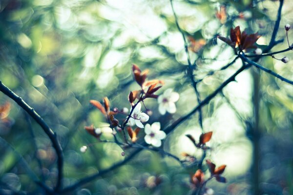 Tree branches with yellow leaves and white flowers