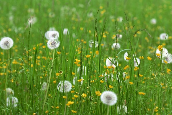 Campo verde in primavera, molti denti di leone