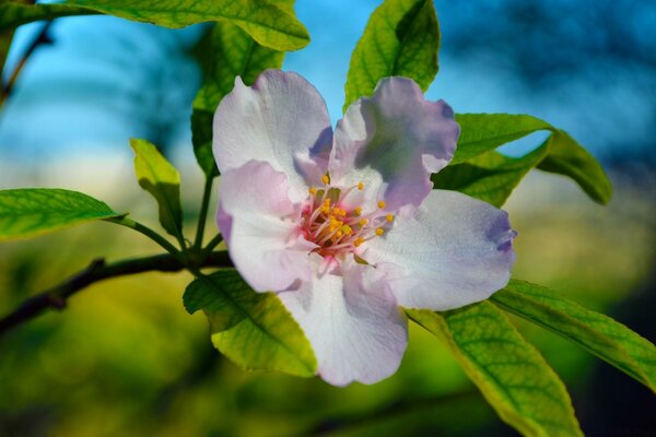 Flor de Manzano rosa sobre fondo de hojas verdes