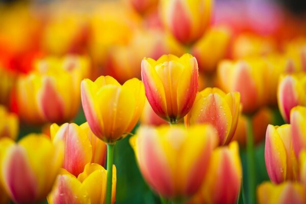 Un campo entero de tulipanes rojos y amarillos