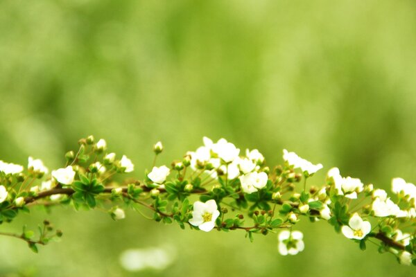 Gros plan de tir de plantes avec des fleurs blanches sur fond vert