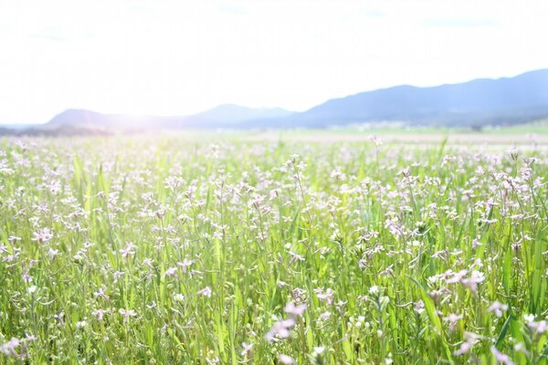 Spring flowers on the field in the afternoon