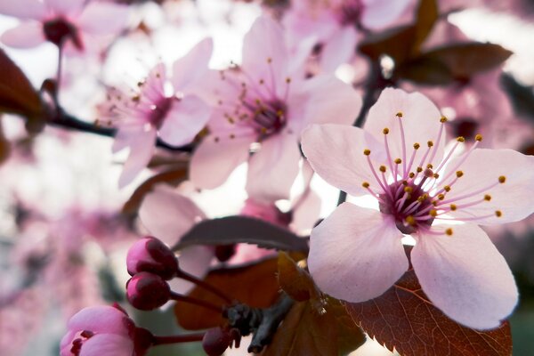 Fleurs de cerisier en fleurs dans le jardin