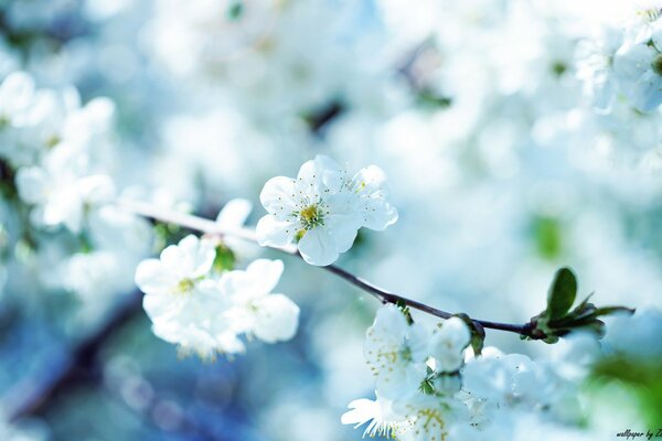 Flores blancas de cerezo en flor