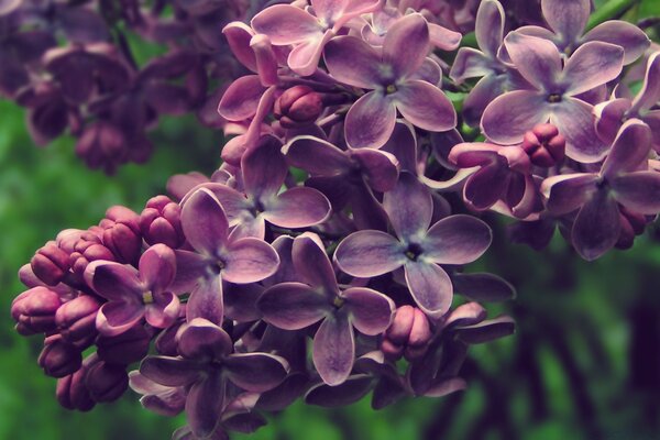 Fleurs de lilas dans le jardin de printemps