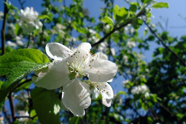 Frühlingsblüte der Bäume. Flora