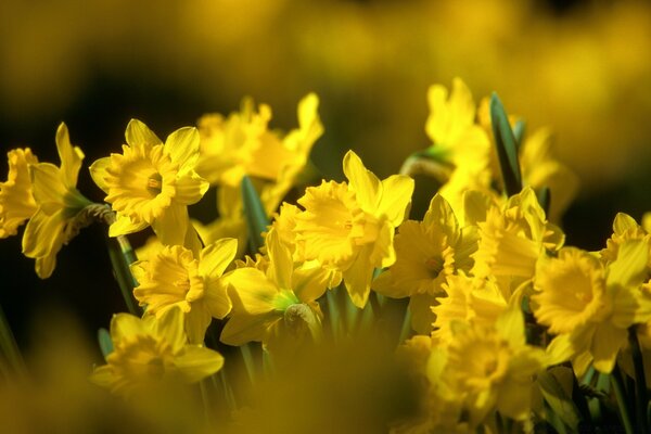 Sunny daffodils in spring nature