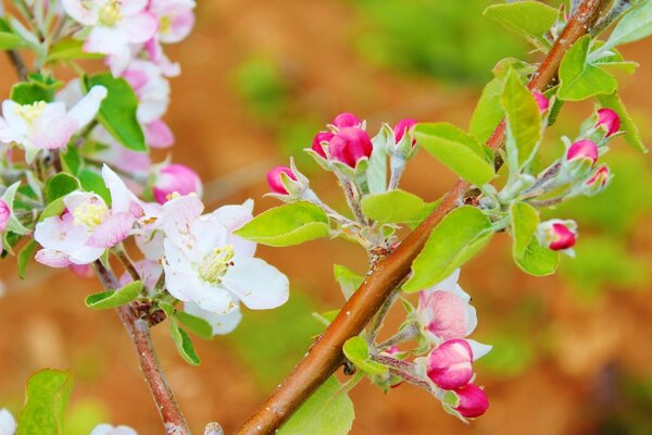 Flowering tree branch with leaves