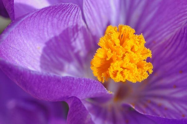 Lila Blume mit gelben Pollen