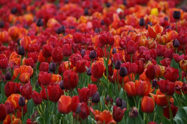 Lots Of Tulips. Field of flowers