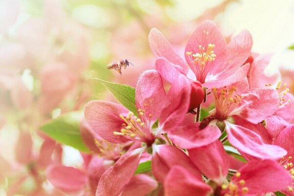 Delicadas flores de primavera en el Jardín