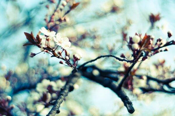 Die Blüten des Apfels blühten im Frühling