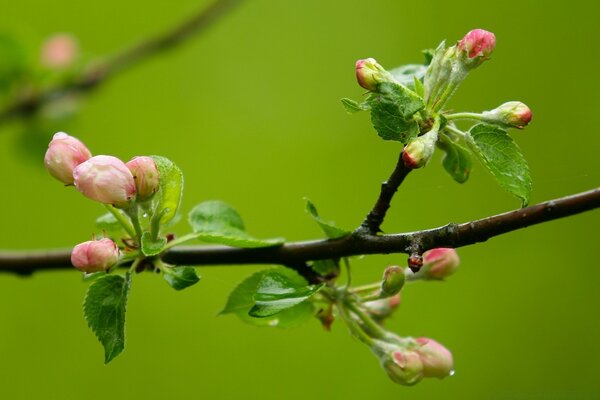 The beginning of apple blossom in spring