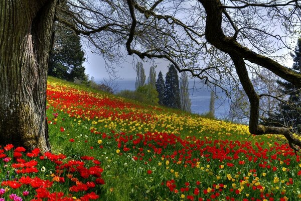 Bella natura. Fiori ovunque