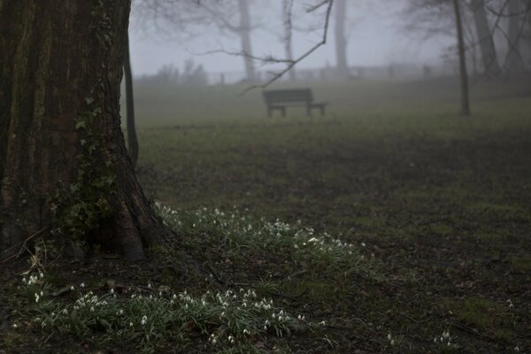 Foggy terrain. Shop in nature