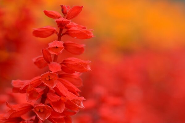 Fleur rouge sur fond lumineux