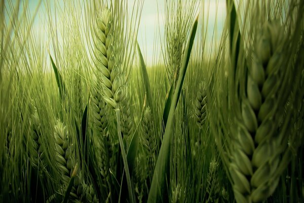 Beautiful wheat fields in spring