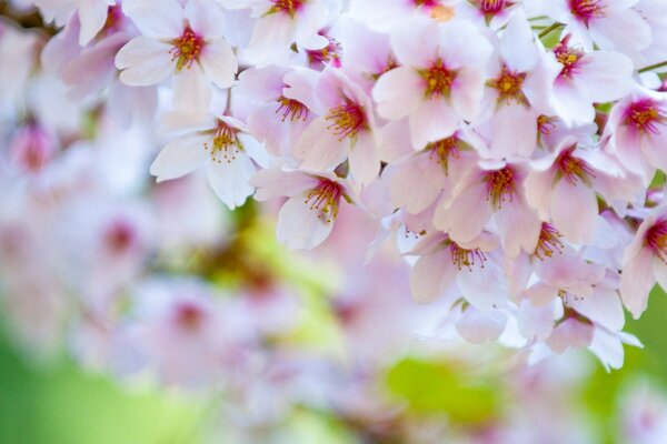 Flores da primavera no jardim perto