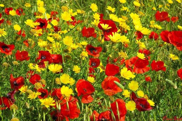 Amapolas rojas y flores amarillas