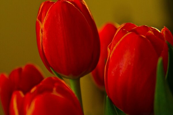 Fünf rote Tulpen, ungeöffnet