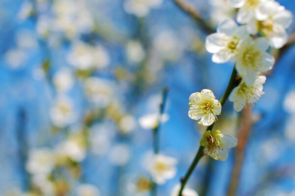 Flores de primavera en ramas de árboles