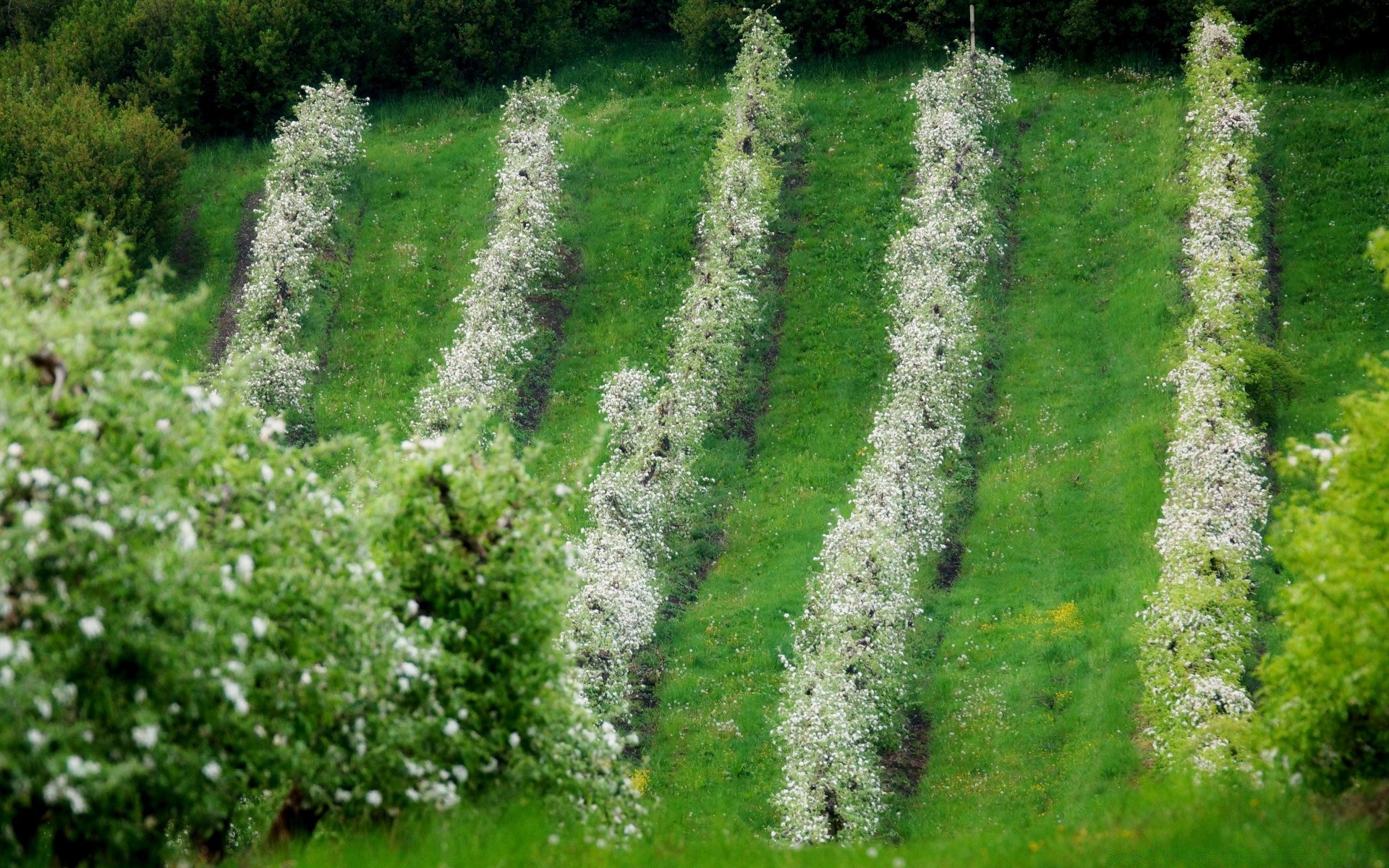 spring nature summer leaf outdoors landscape grass flora growth flower rural season garden field agriculture countryside soil tree environment