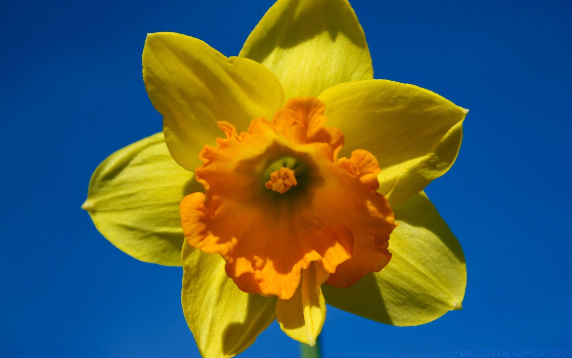 primavera narciso fiore narciso natura flora crescita luminoso pasqua foglia colore stagione fioritura