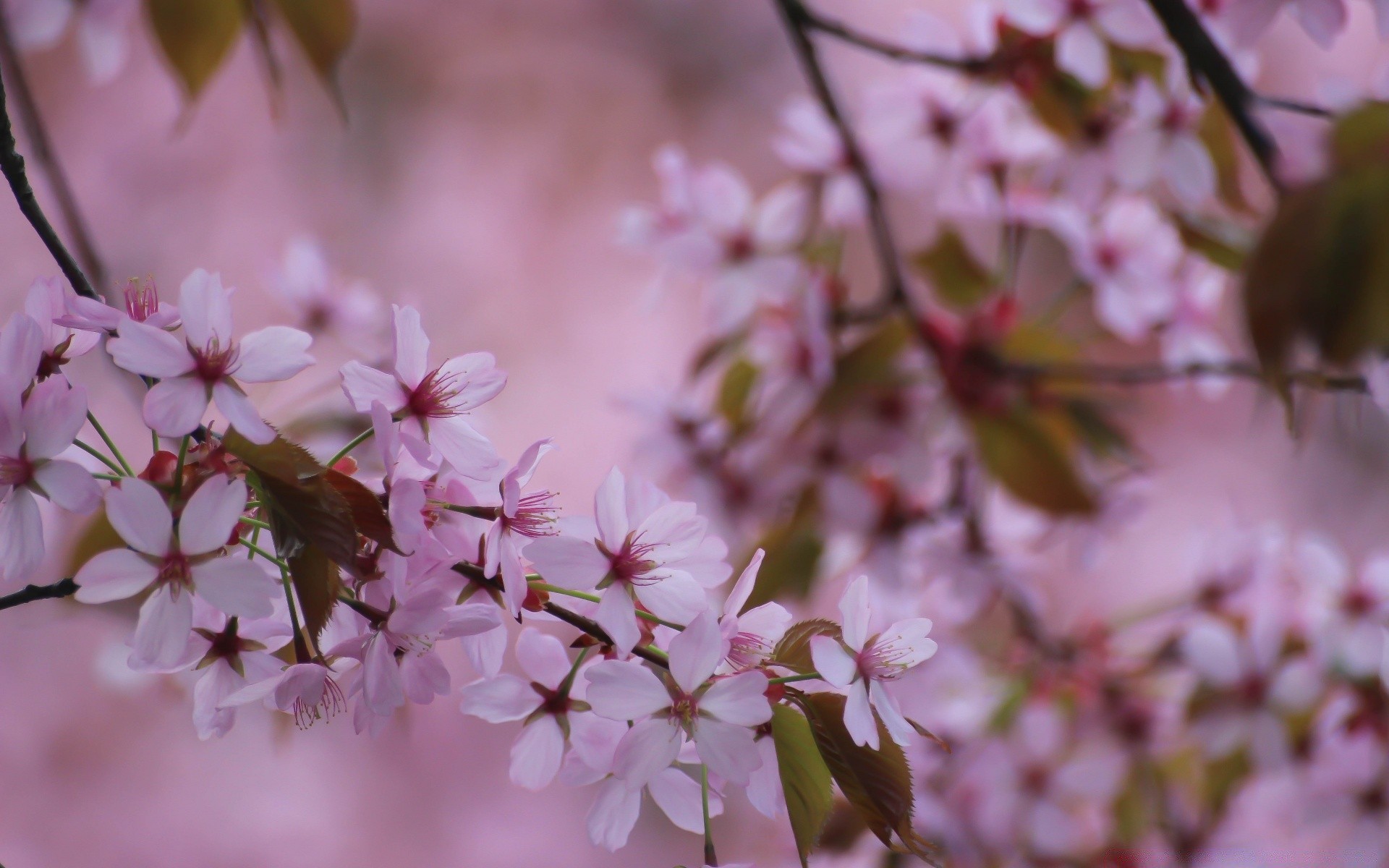 spring flower nature cherry flora leaf garden branch tree growth outdoors summer petal bright blooming delicate floral bud blur fair weather