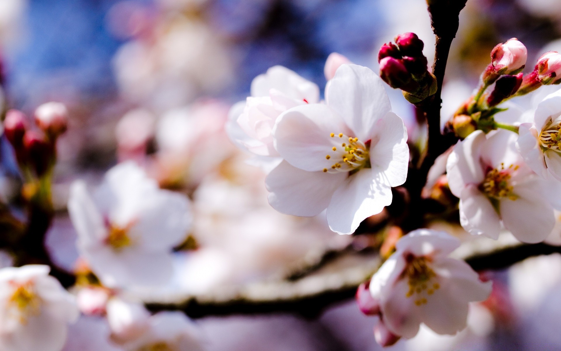 wiosna kwiat wiśnia natura oddział jabłko drzewo kolego wielkanoc plum ogród liść wzrost flora delikatny płatek bluming morela na zewnątrz primavera