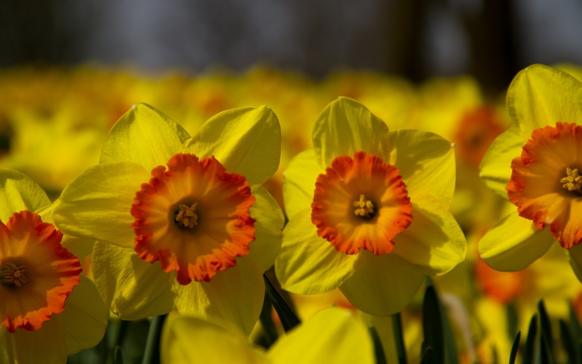 spring flower narcissus nature easter daffodil bright floral leaf flora tulip color bouquet summer petal blooming garden