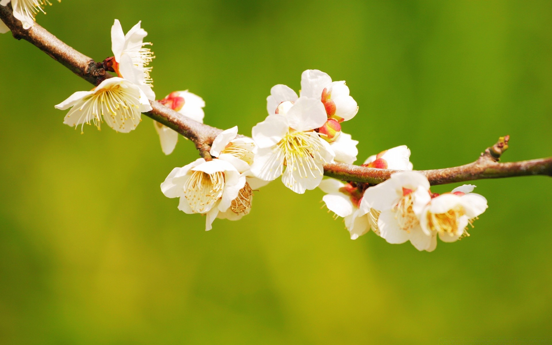 wiosna natura kwiat drzewo wiśnia oddział flora jabłko na zewnątrz liść ogród wzrost rozmycie kolego delikatny sezon wiosna płatek