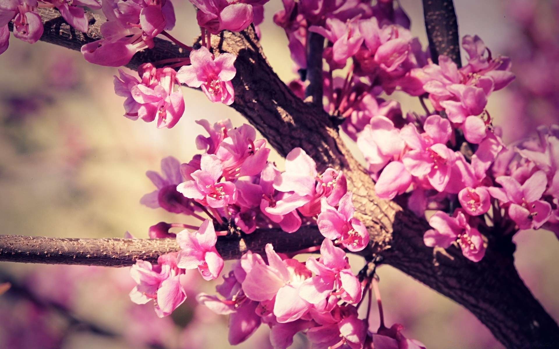 printemps fleur nature flore branche bluming pétale jardin arbre saison floral feuille gros plan belle couleur croissance copain lumineux à l extérieur cerise