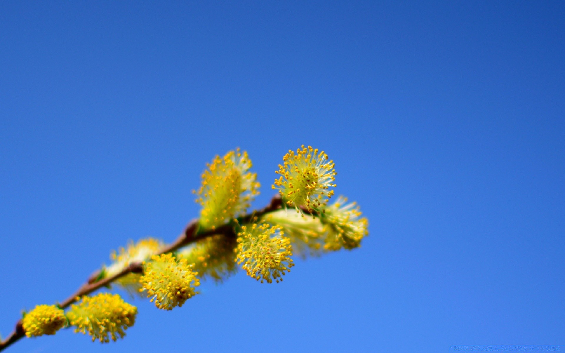 frühling blume natur flora baum blatt himmel zweig farbe garten wachstum saison blühen blumen im freien schließen schön sommer desktop hell