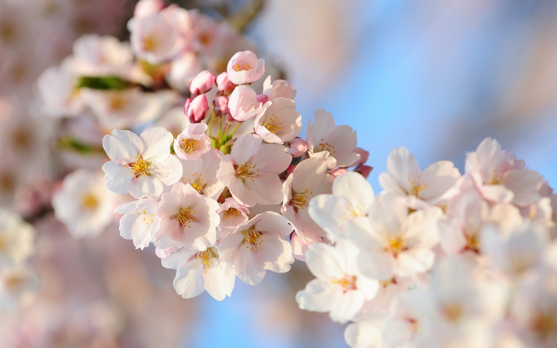 spring flower nature flora cherry branch tree season garden petal blooming growth leaf floral bud close-up bright color easter park