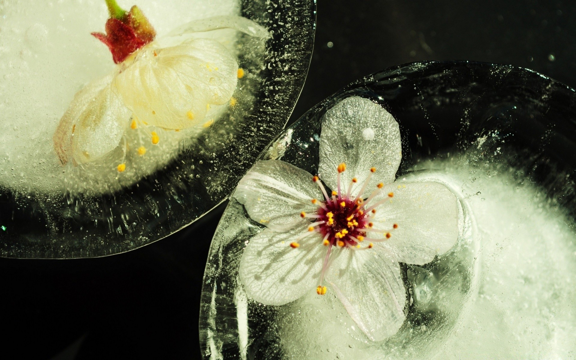 frühling blume ein wasser obst natur