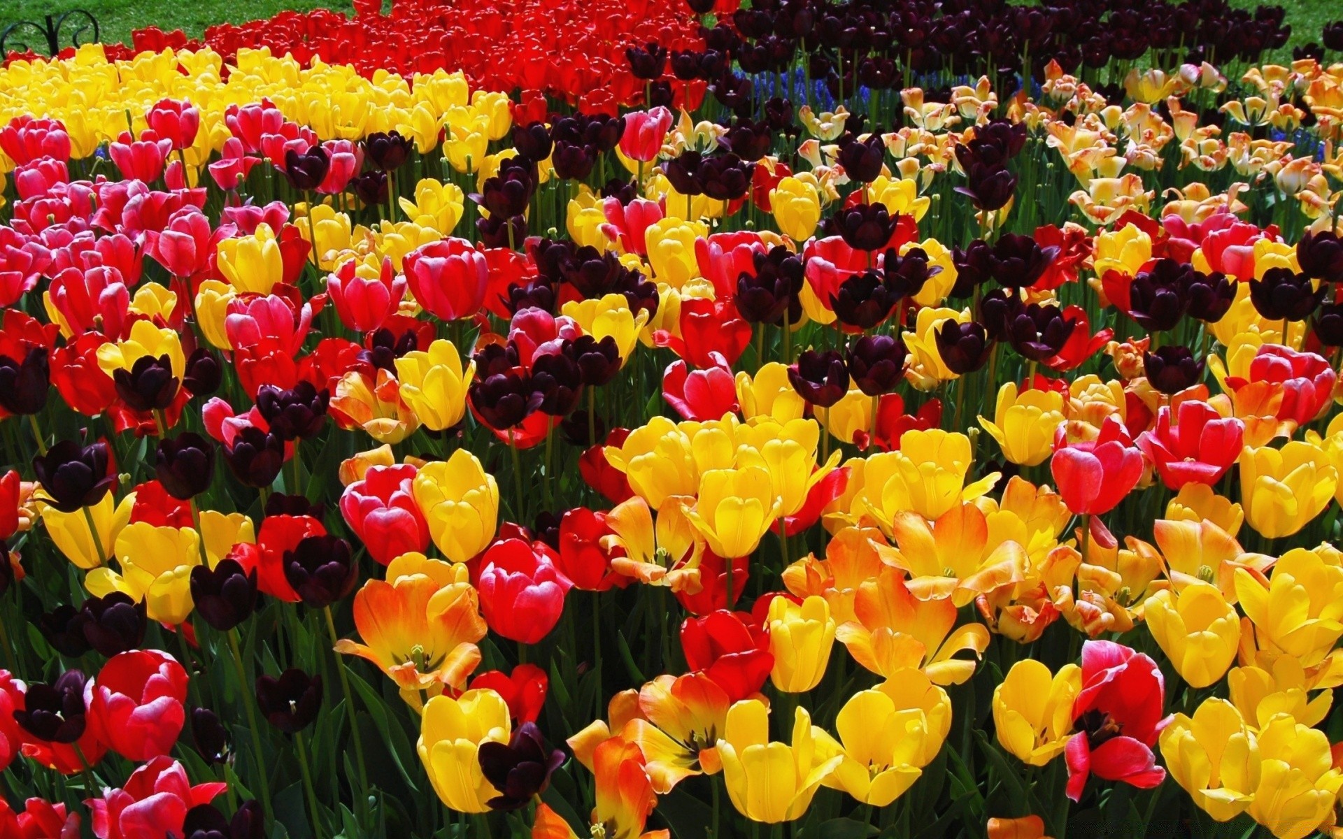 spring tulip flower garden nature flora field color bright floral leaf petal summer blooming vibrant season growth outdoors fair weather park