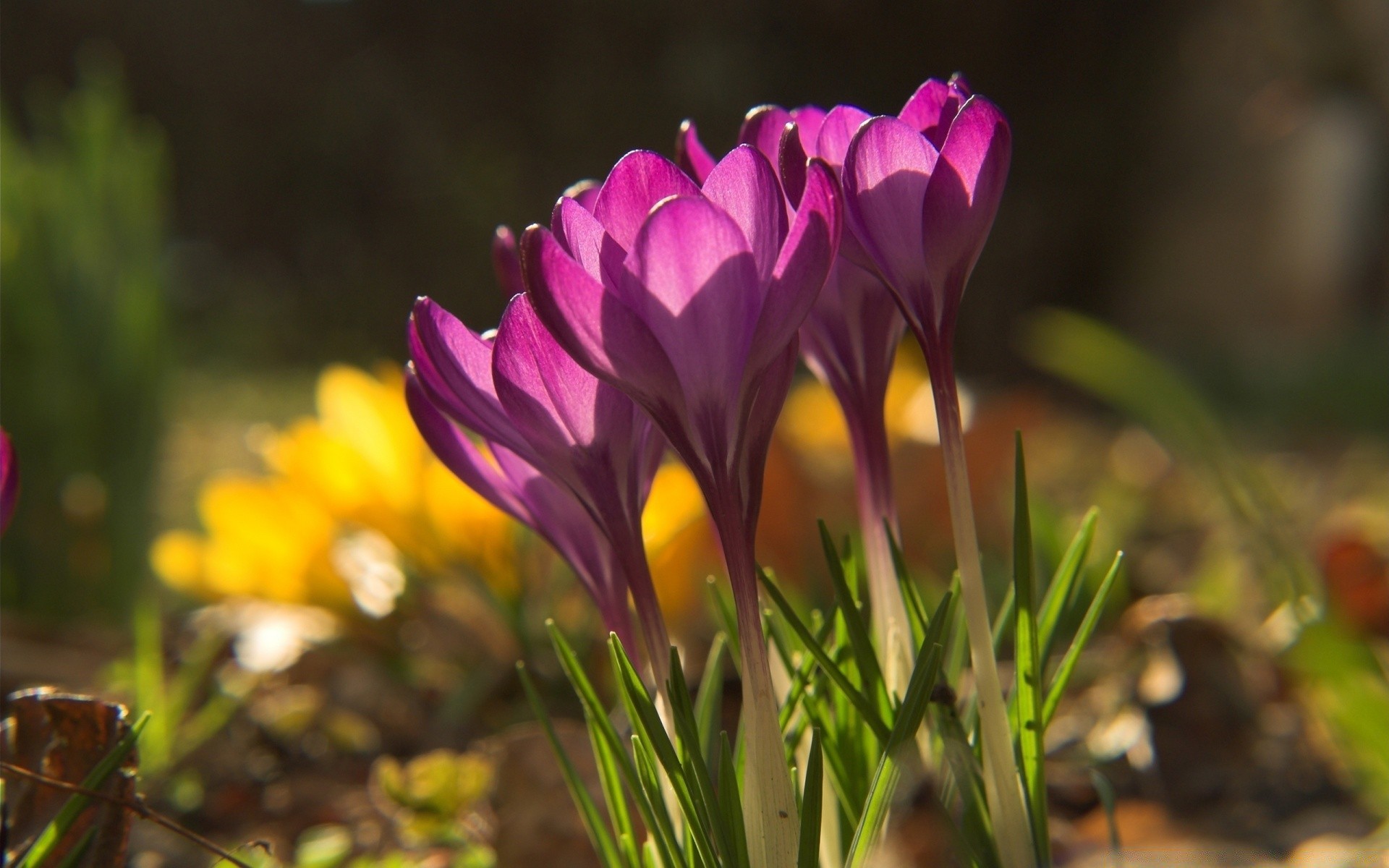 frühling natur blume flora garten blatt sommer wachstum hell farbe gras im freien gutes wetter blütenblatt jahreszeit ostern feld blumen blühen tulpe