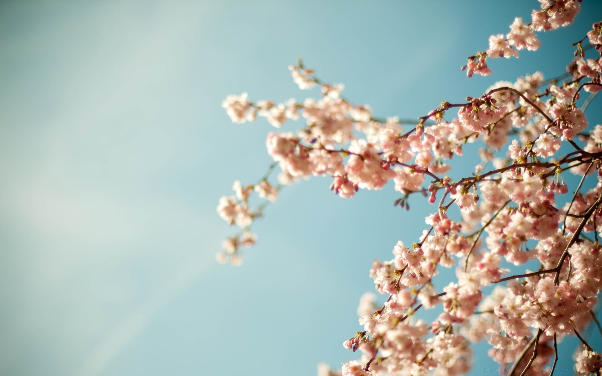 printemps nature fleur branche cerise arbre feuille ciel à l extérieur ciel bleu hiver flore croissance beau temps lumineux été copain soleil